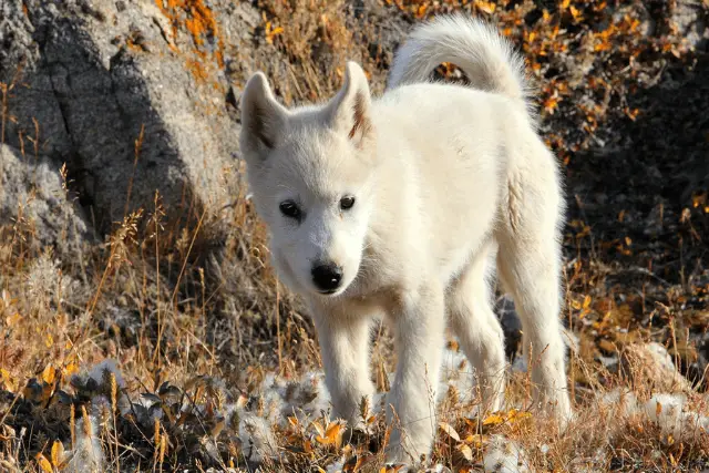 Greenland Dog