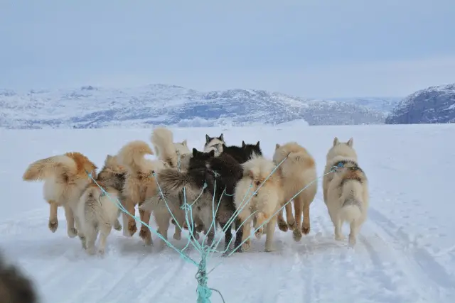 Greenland Dog