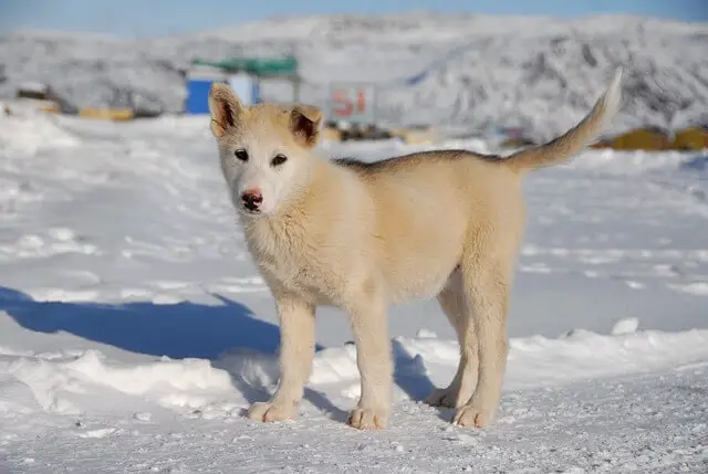 greenland puppy