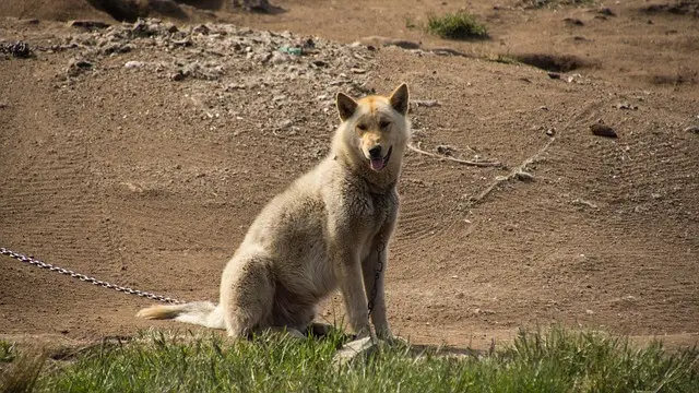 Perro de Groenlandia