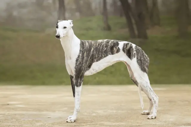 Greyhound