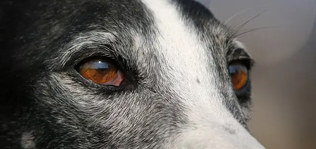 greyhound eyes