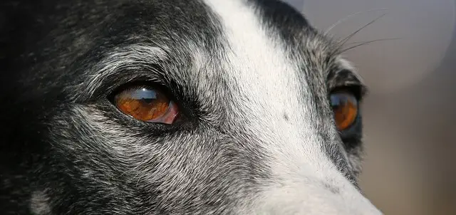 ojos de galgo