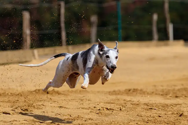 greyhound jump