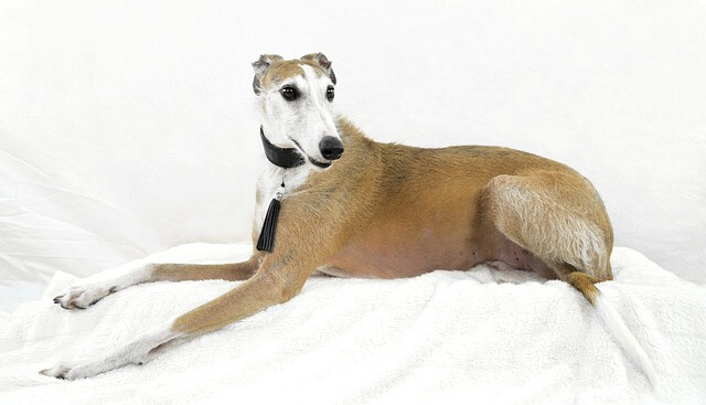 greyhound laying