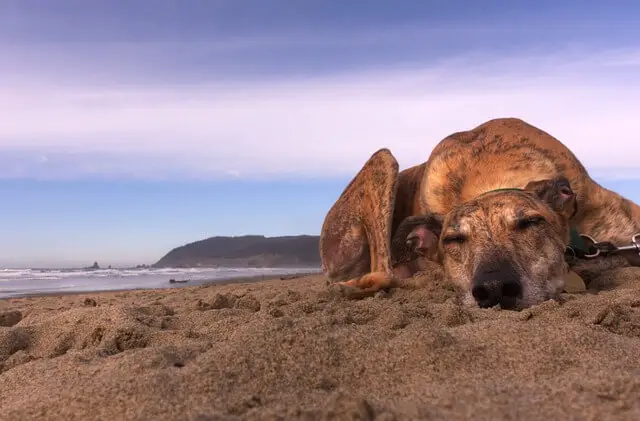 greyhound on beach