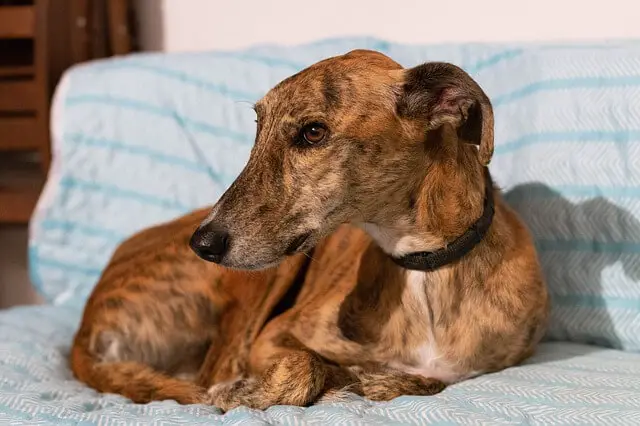 greyhound on couch