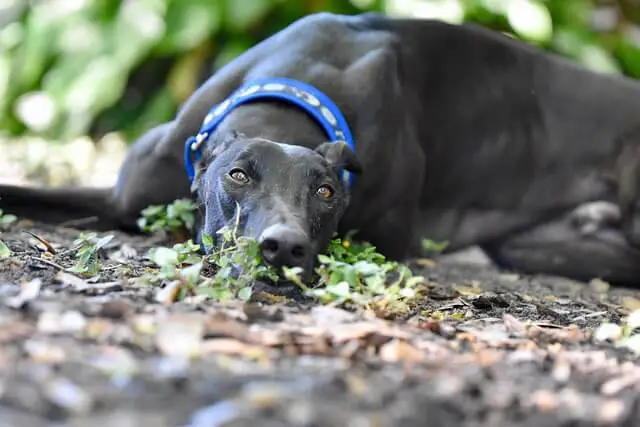 greyhound-on ground