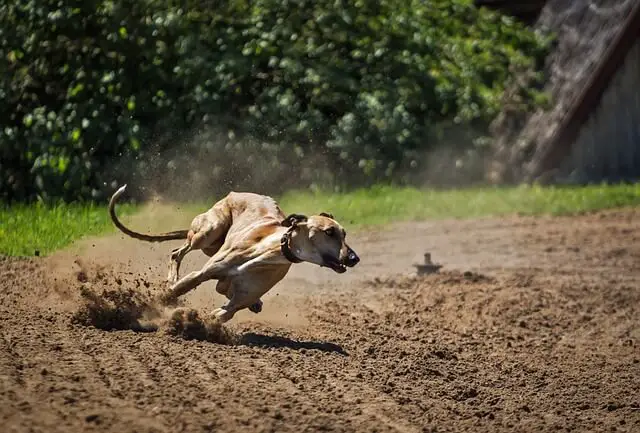 greyhound in pista