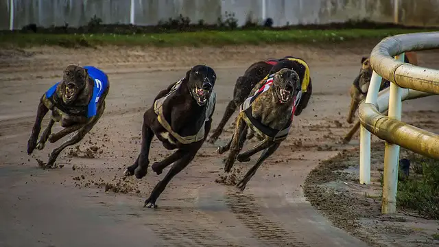 carrera de galgos