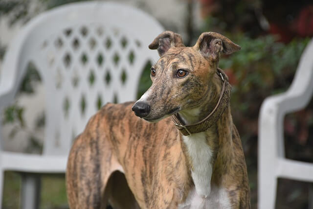 greyhound retired