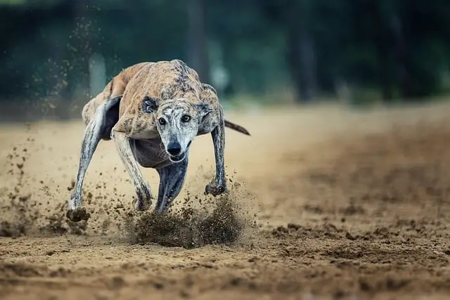 greyhound in esecuzione