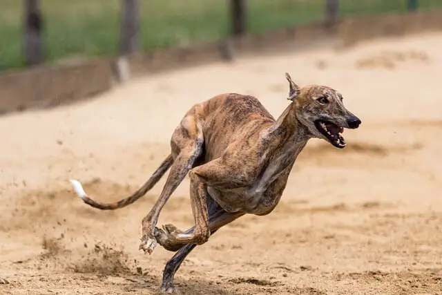 greyhound runs