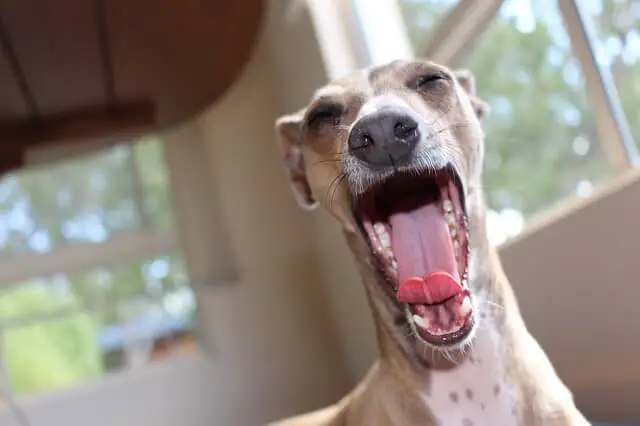 greyhound yawning