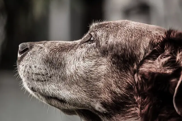 perro canoso