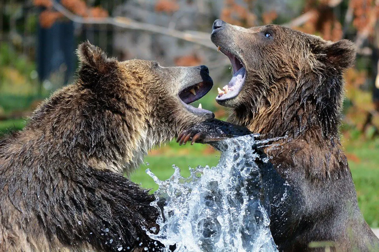 grizzli bears
