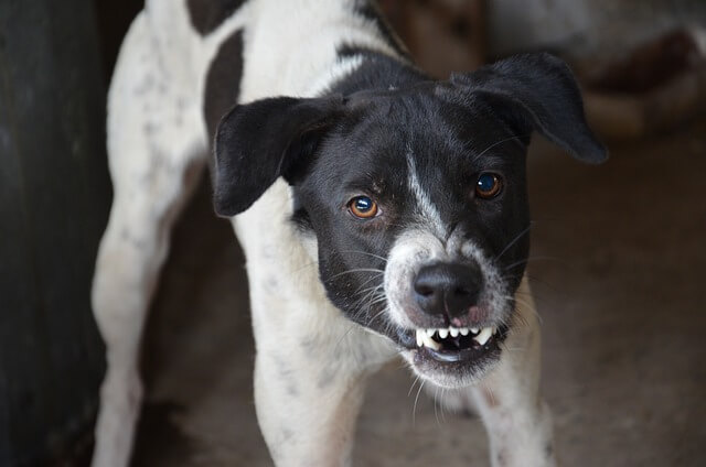 perro agresivo