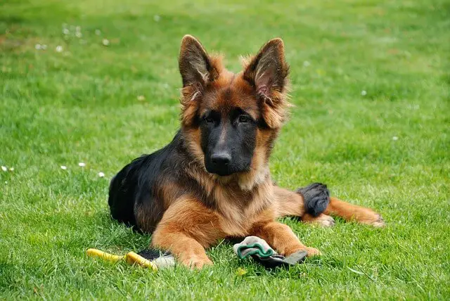 gsd puppy with toys