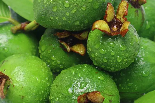 guavas fresh