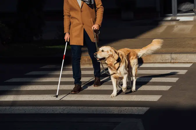 guide dog with blind man