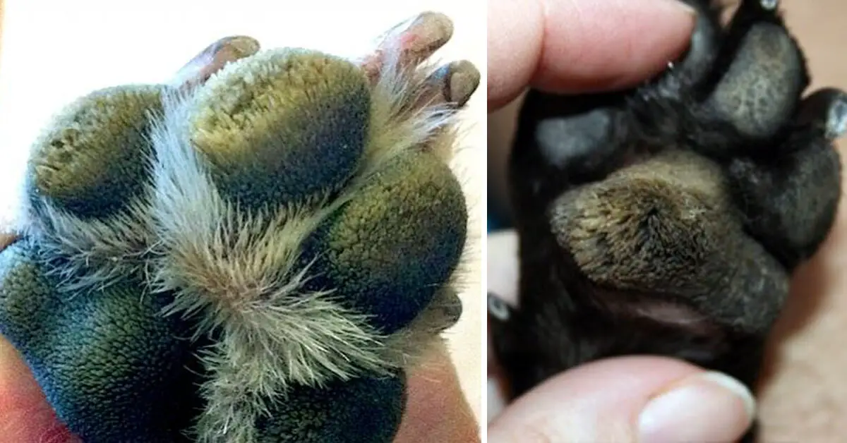 hairy-dog-feet-hyperkeratosis