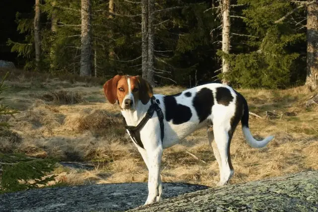 Halden Hound