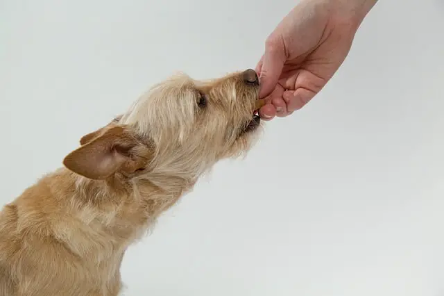 hand feeding a dog
