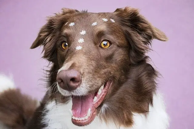 happy border collie