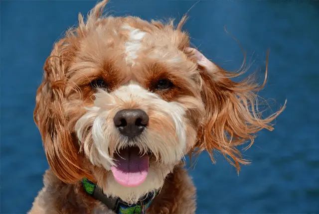 happy cavapoo