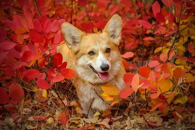 happy corgi