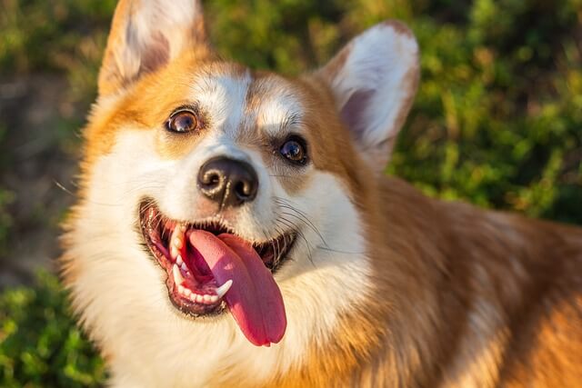 happy corgi