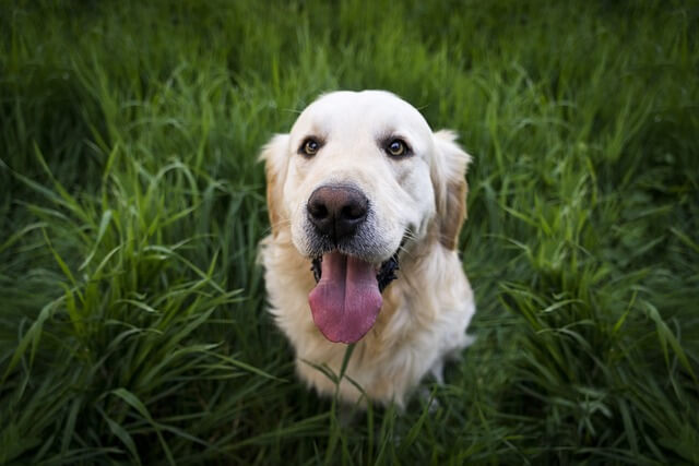 perro feliz