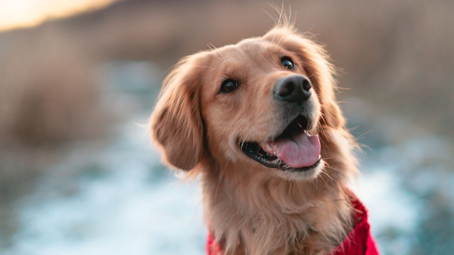 perro feliz