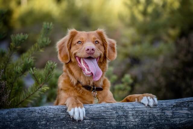 perro feliz en el bosque