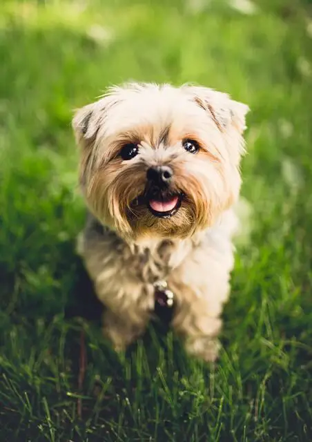 happy dog on grass
