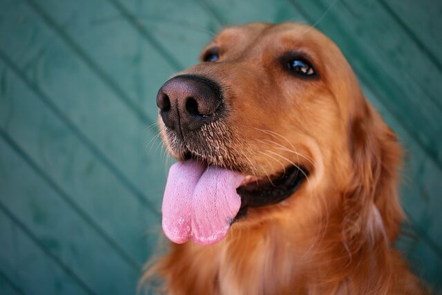 happy golden retriever