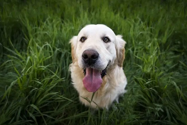 happy golden retriever