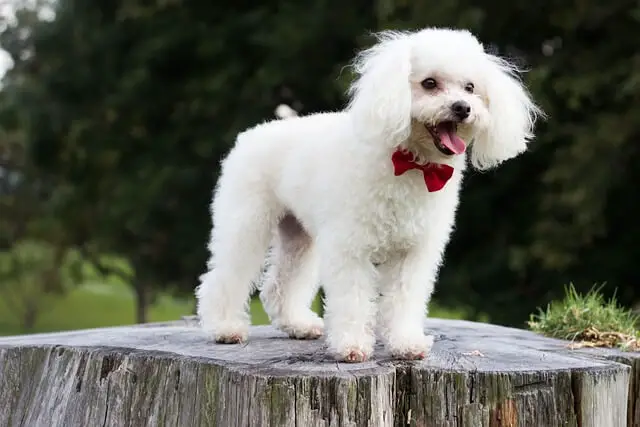 happy poodle