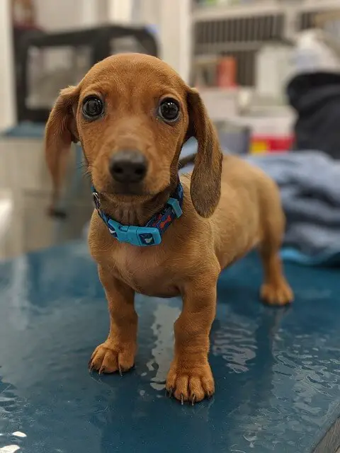 cachorro feliz