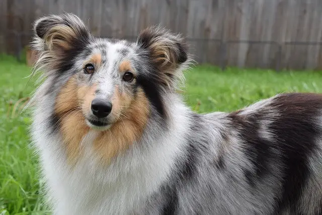 happy sheltie