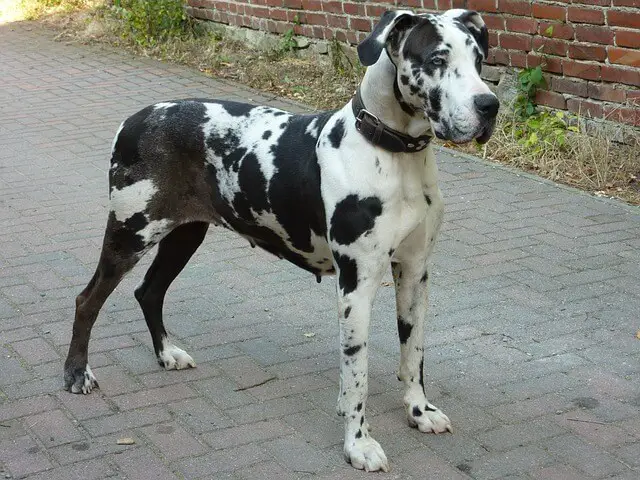 harlequin great dane