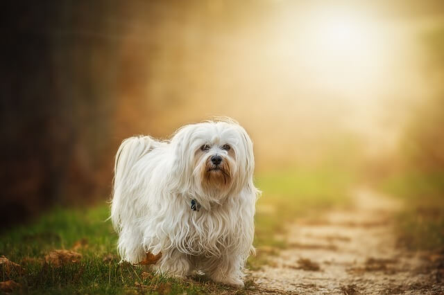 havanese