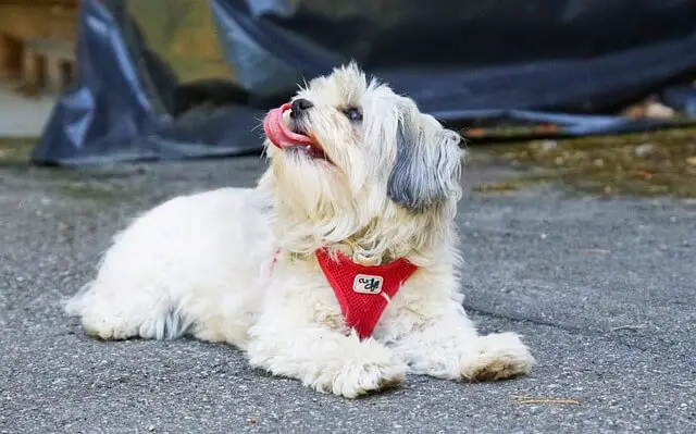 havanese_dog_relaxing