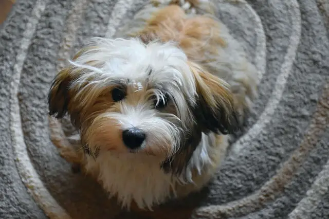 havanese