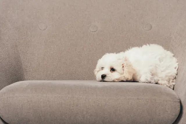 havanese laying