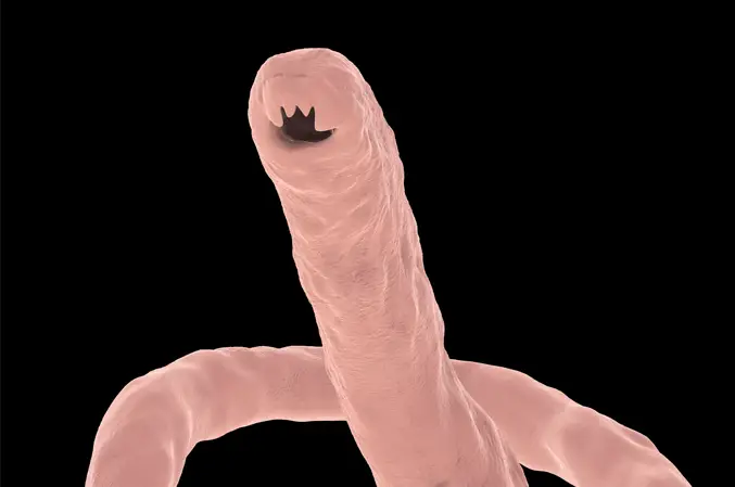 head of Hookworm