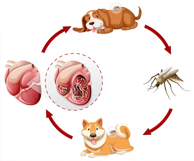 Heartworms in dogs