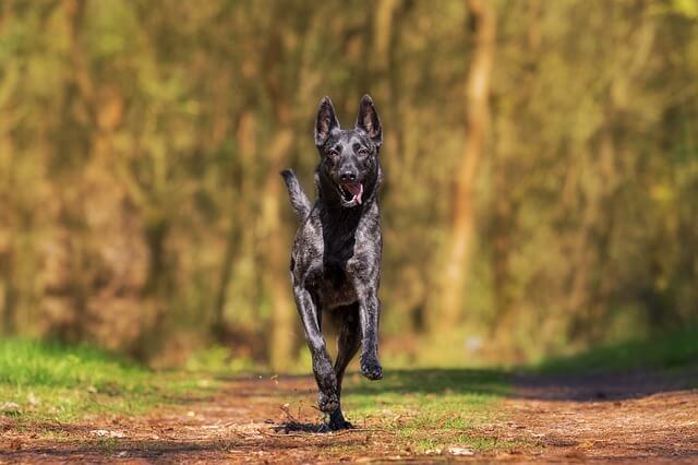 herding dog running