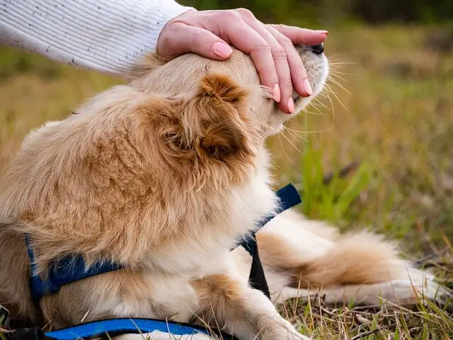 como no acariciar a un perro