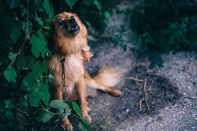 howling to seek attention